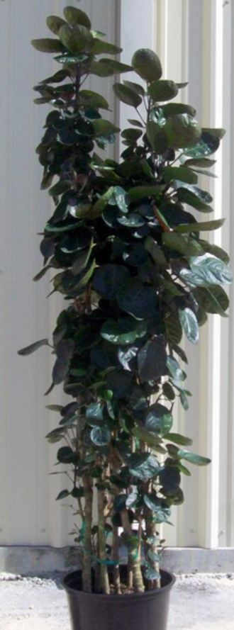 14" Aralia Fabian Stump